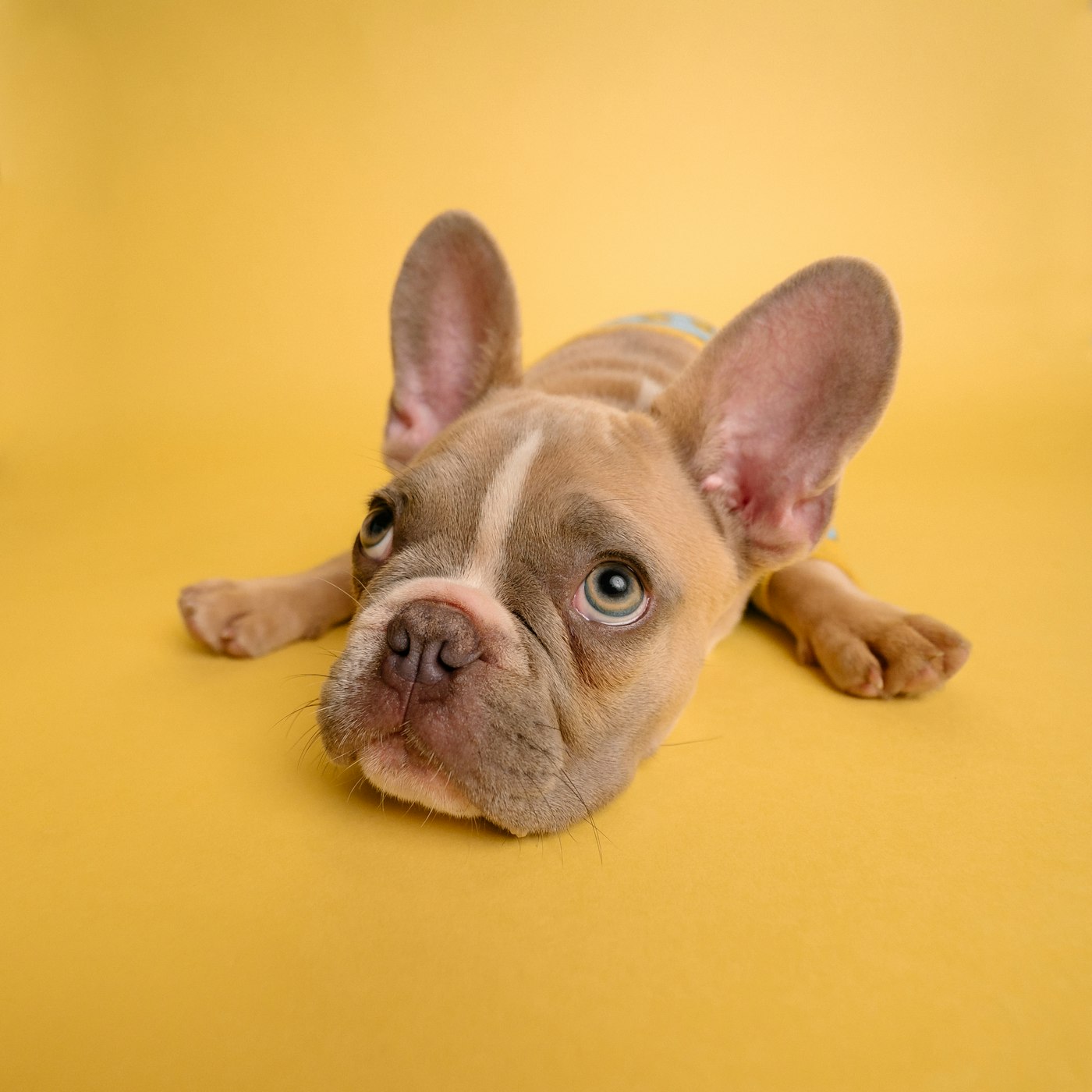 French Bulldog relaxing after a nail trim and tidy-up