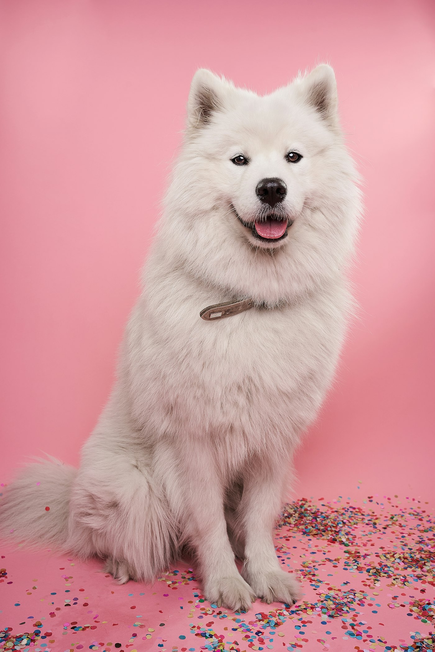 Fluffy white Samoyed sitting after a de-shedding treatment